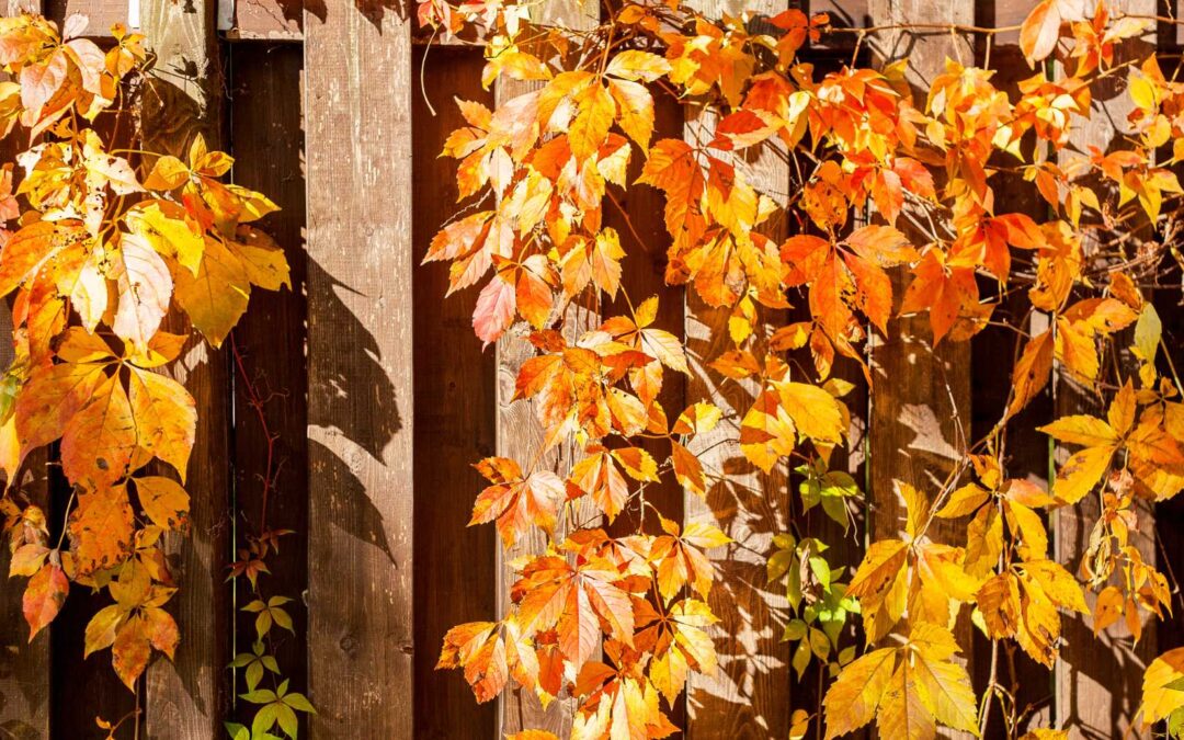 Autumn Embrace: How Fences Add Charm & Function to Your Fall Landscape
